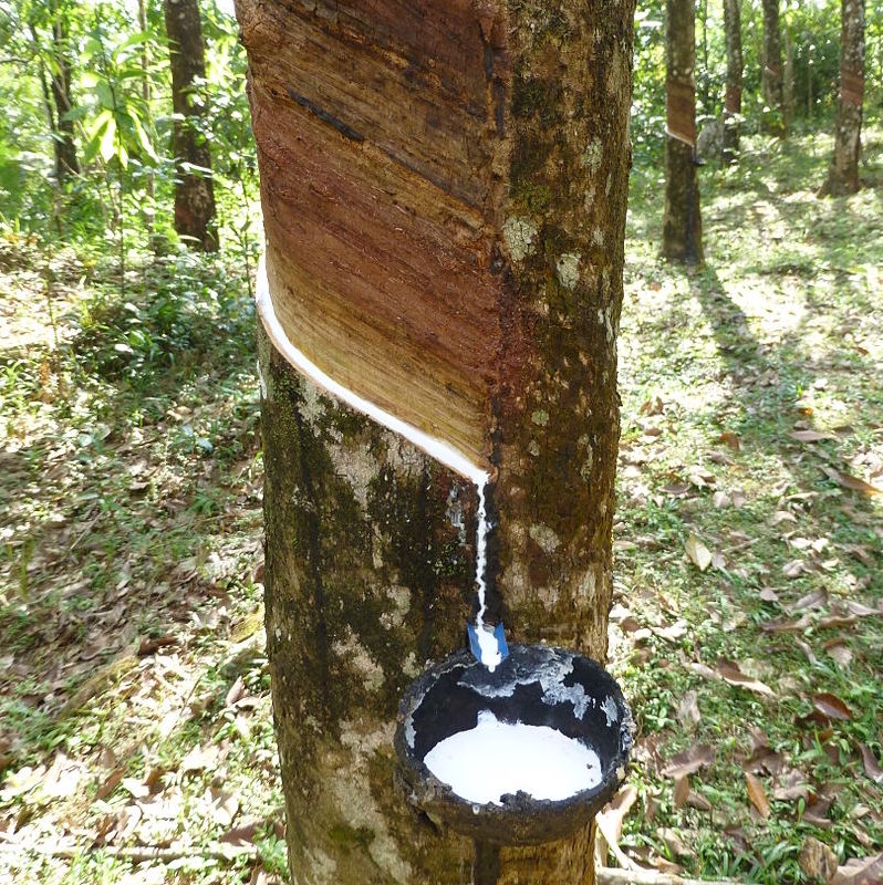 Mad Ridley's rubber sapling at scentopia best attraction at siloso beach for couples