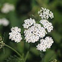 Yarrow essential oil has anti-inflammatory, antiseptic and astringent properties, which helps to hasten the healing process. 