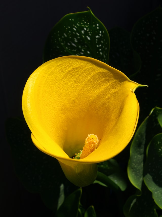 yellow Arum lilies have sweet scent fragrance