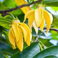 Ylang Ylang, an evergreen species with eye-catching yellow blooms and a bright scent