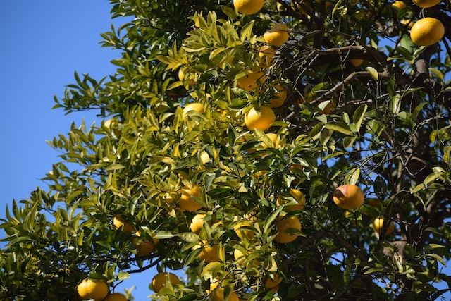 Yuzu scent is also used in cosmetics, such as soap and body lotions
