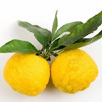 Yuzu scent is slightly sour and bitter with hints of sweet floral, 