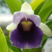 Cochleanthes Discolor - ​Used in Oriental 2 (Men) for Team building Perfume workshop​