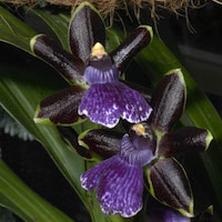 Zygopetalum Blackii - perfume ingredient at scentopia your orchids fragrance essential oils