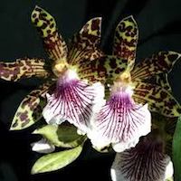 Zygopetalum Crinitum perfume ingredient at scentopia your orchids fragrance essential oils